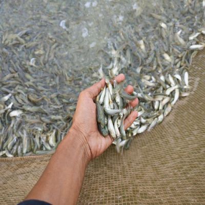  वैज्ञानिक पद्धति से मछली पालन कर आत्मनिर्भर बने युवा किसान विनय चंद्रवंशी वैज्ञानिक पद्धति से मछली पालन कर आत्मनिर्भर बने युवा किसान विनय चंद्रवंशी