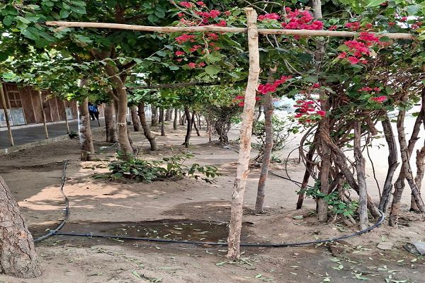 नवाचार की मिसाल : पोटाकेबिन में 'वेस्ट वॉटर मैनेजमेंट' के जरिए लहलहा उठी बगिया