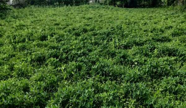 उन्नत कृषि तकनीक से मूंगफली उत्पादन में उल्लेखनीय वृद्धि