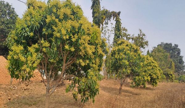  जशपुर की अमराइयों में बौरों की बहार, रिकॉर्ड उत्पादन की उम्मीद