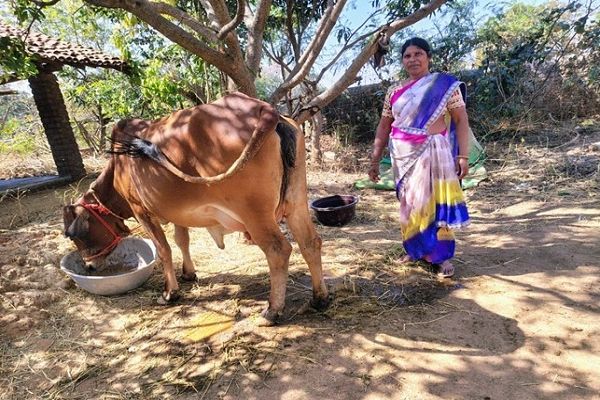एनडीडीबी डेयरी समग्र विकास योजना से महिला हितग्राही बनी आत्मनिर्भर