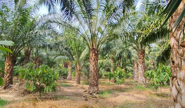 एक एकड़ में सवा लाख रुपए का मुनाफा देने वाला पाम ऑयल की खेती