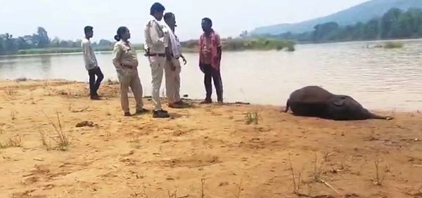 मांड नदी में डूबा हाथी शावक, महीने भर में पांचवीं मौत से बढ़ी चिंता