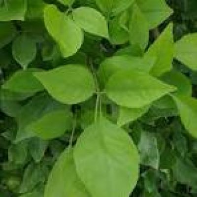 बेल पत्र के पेड़ के नीच इन मंत्रों का जप प्रदान करता है धन और समृद्धि