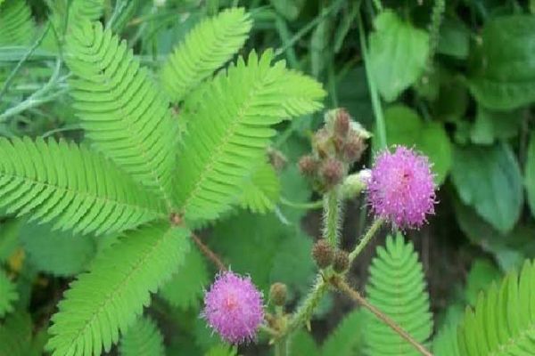 शमी के पौधे का है विशेष धार्मिक महत्व, आप भी अपने घर में जरूर लगाएं यह पौधा&hellip;