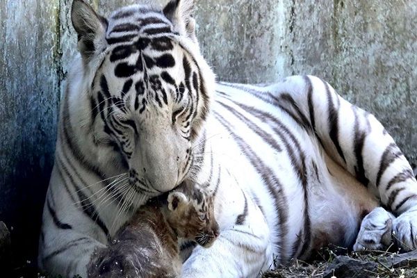 बांधवगढ़ बाघ अभयारण्य में बाघिन के हमले में लड़के की मौत
