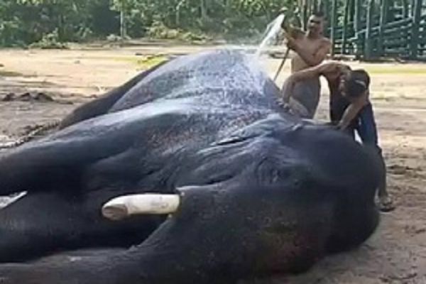 बांधवगढ़ टाइगर रिज़र्व में हाथियों के लिए की गई विशेष व्यवस्था