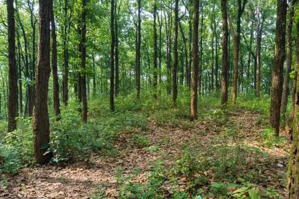 MP के दो बड़े शहरों में सिटी फारेस्ट बनाने की तैयारी