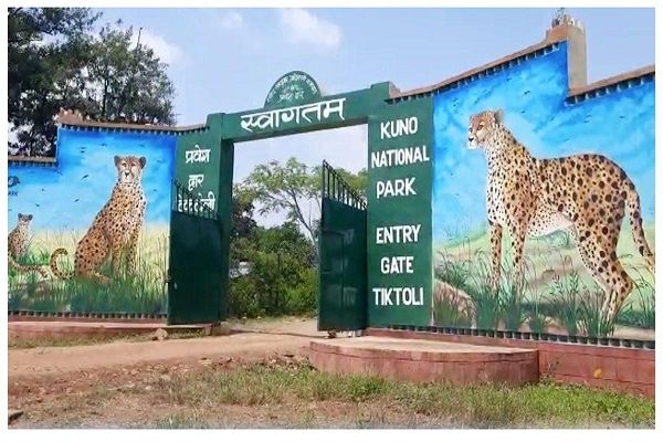 अब चीतों को घूमने के लिए मिलेगा बड़ा जंगल
