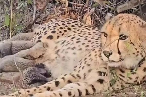 कूनो से फिर आई खुशखबरी, भारत में जन्मी मुखी ने पांच शावकों को दिया जन्म